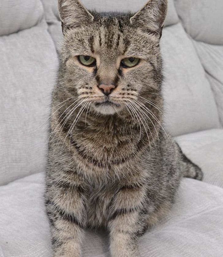 Nutmeg, the world's oldest cat, passed away on the 14 of September 2017 at the age of 32.