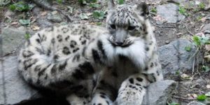 As of September 14, 2017 Snow leopards are no longer on the endangered list.