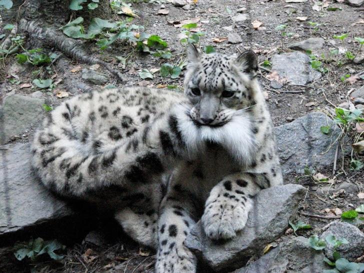 As of September 14, 2017 Snow leopards are no longer on the endangered list.