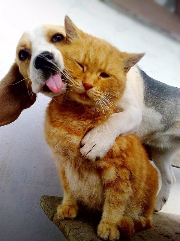 Bassett Hound and a cat. BFF's.