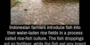 Indonesian farmers use fishes for their crops
