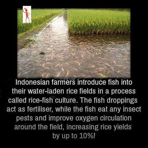 Indonesian farmers use fishes for their crops