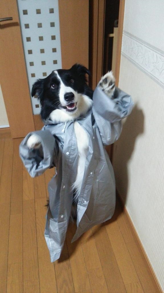 This dog is happier than many people in this moment