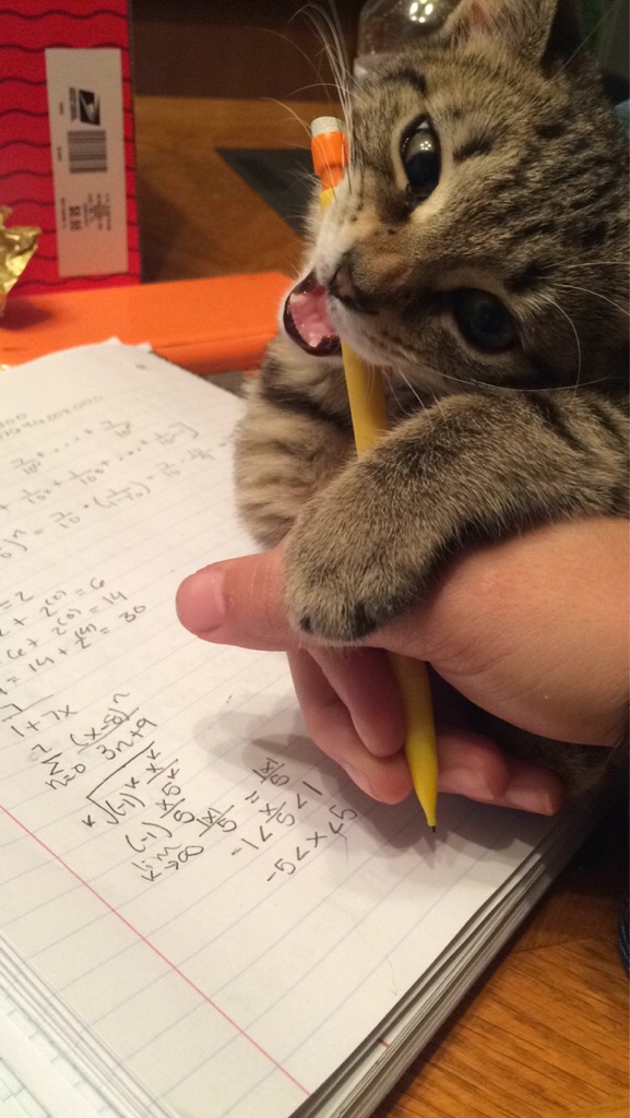 "Enough math hooman, now we play"