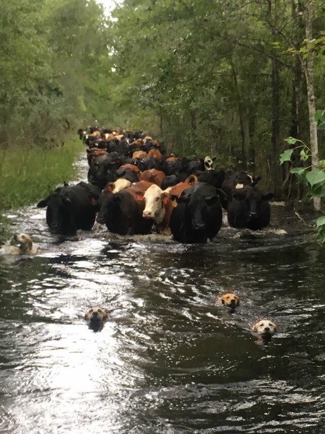 Dogfish lead the way.