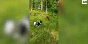 Baby Cow Zooms with Dog Friends!
