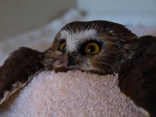 Owl on the towel.