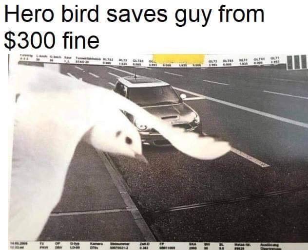 The hero we birded