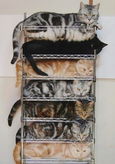 Stackable cats.