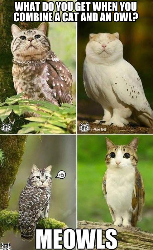 When you combine a cat and an owl.