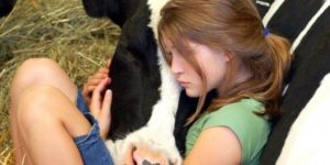 Cows also deserve kindness