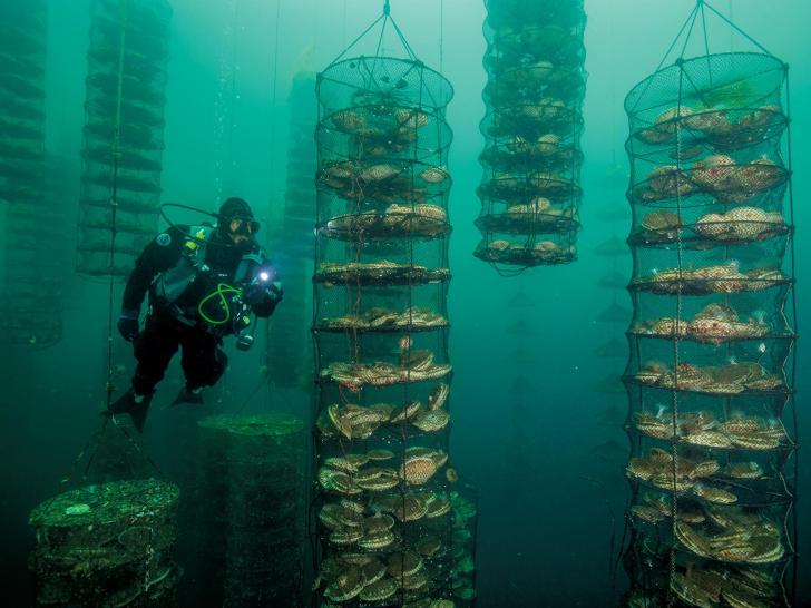 Where your scallop is farmed