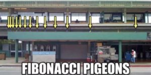 Fibonacci Pigeons