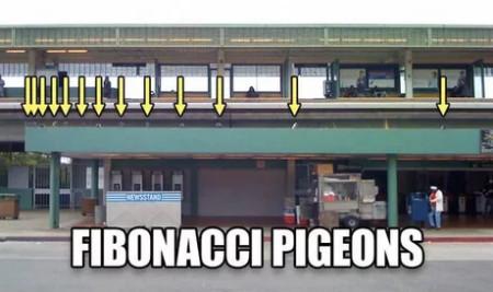 Fibonacci Pigeons