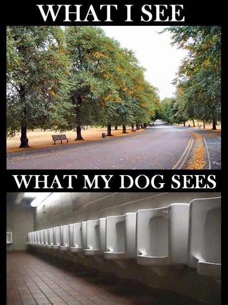 What I see vs. what my dog sees.