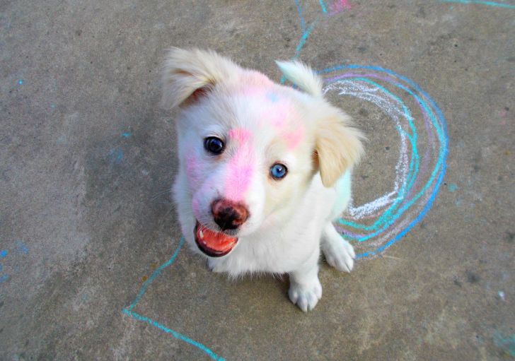 Her name is Ghost and she found some sidewalk chalk.