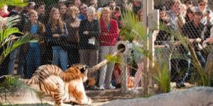 Tug-o-war with a tiger.