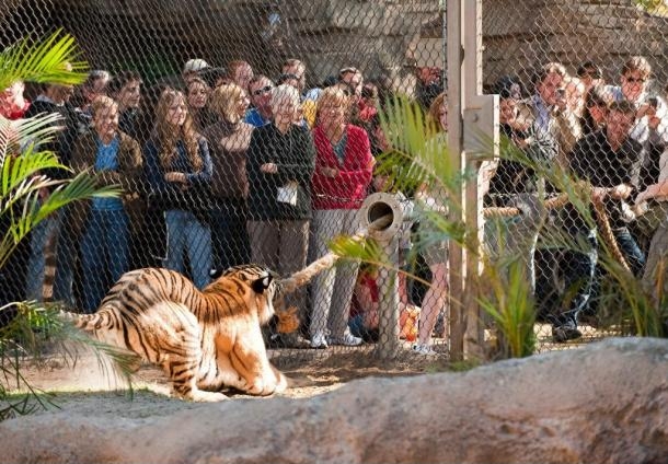 Tug-o-war with a tiger.