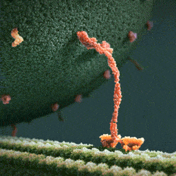 Kinesin (a motor protein) pulling a vesicle along cytoskeletal filament