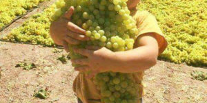 It is grapes harvest season in Afghanistan