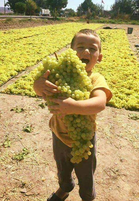It is grapes harvest season in Afghanistan