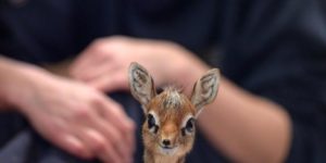 His name is Thanos and he is a baby dik-dik at the Chester Zoo