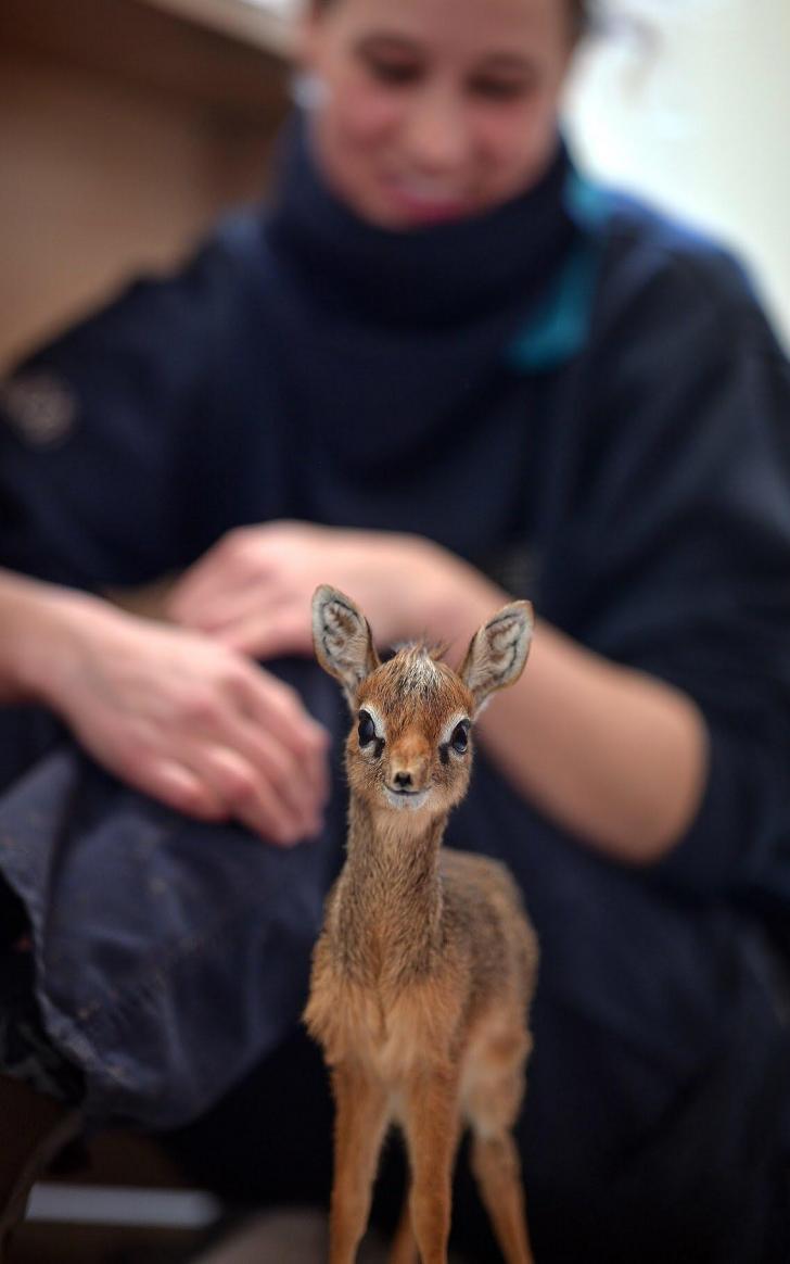 His name is Thanos and he is a baby dik-dik at the Chester Zoo