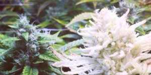 An albino cannabis plant