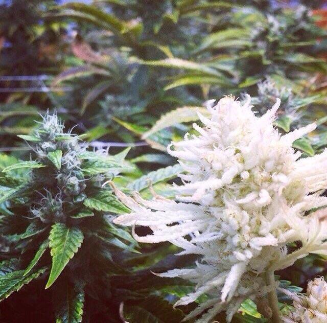 An albino cannabis plant