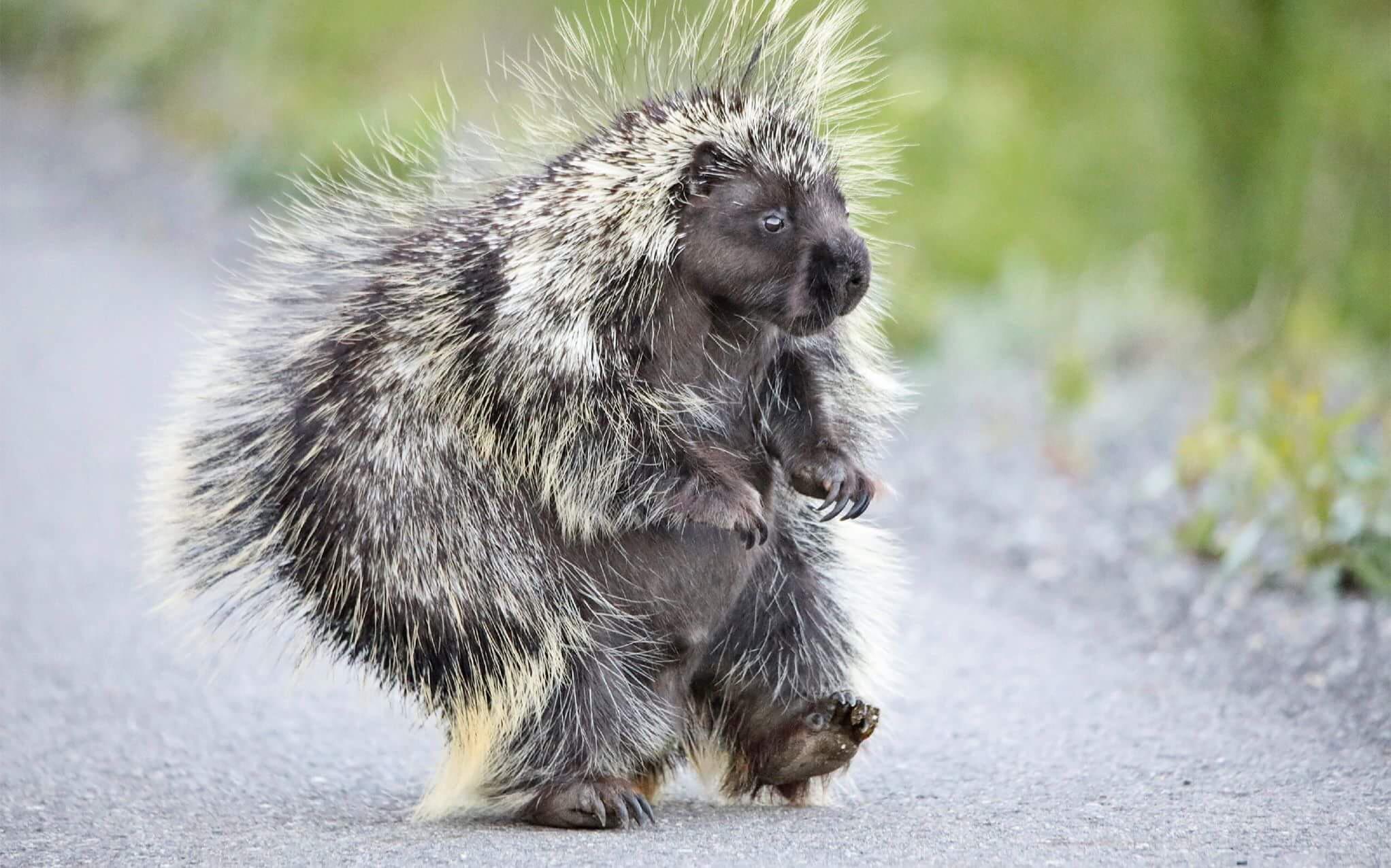 Porcupine out for a jaunt.