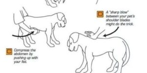 Heimlich maneuver for dogs