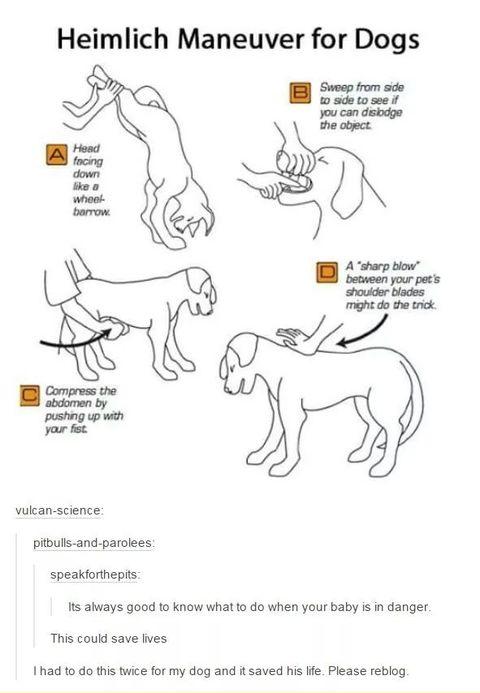 Heimlich maneuver for dogs