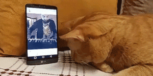 Blind cat hugs his favorite pianist when he hears him play.