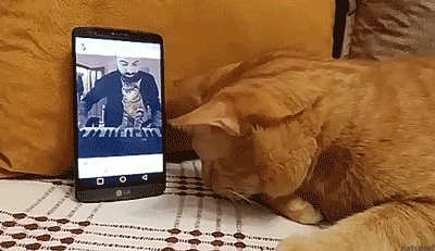 Blind cat hugs his favorite pianist when he hears him play.