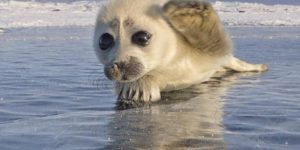 The cutest little ice pupper.