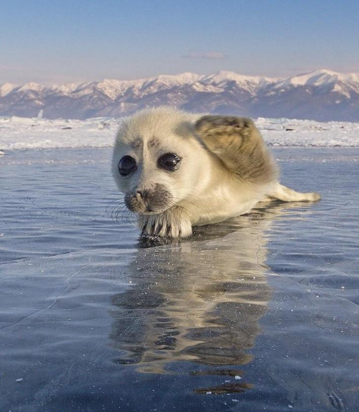 The cutest little ice pupper.