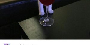 Amateur sommelier picks up a hint of cat piss.