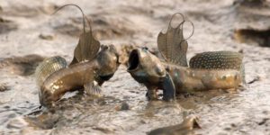 Mudskippers establish dominance by comparing who has the biggest  mouth.