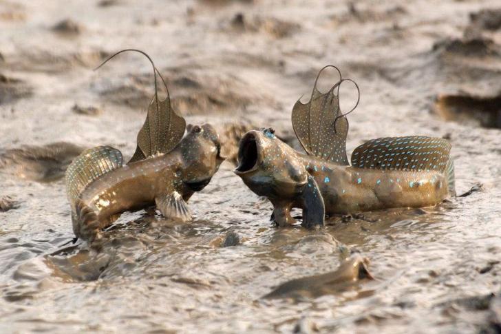 Mudskippers establish dominance by comparing who has the biggest  mouth.