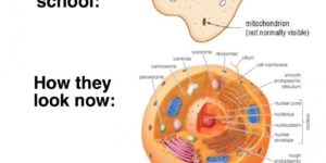 Cellular evolution