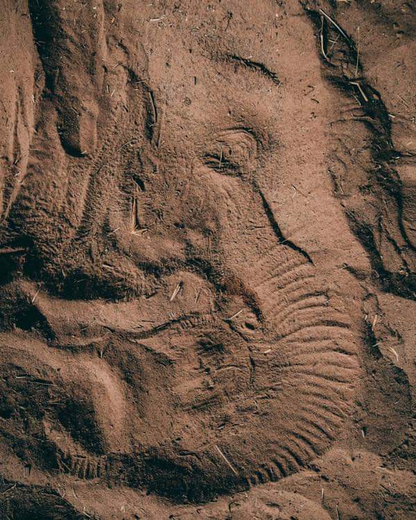 The imprint an elephant left in the sand after a nap. 