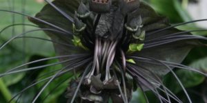 The Chinese Black Batflower