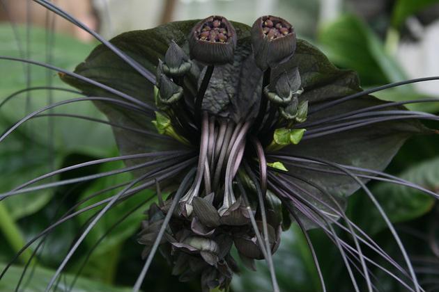 The Chinese Black Batflower