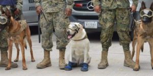 Ecko, Frida, and Evil. Mexican rescue dogs looking for survivors after the earthquake.