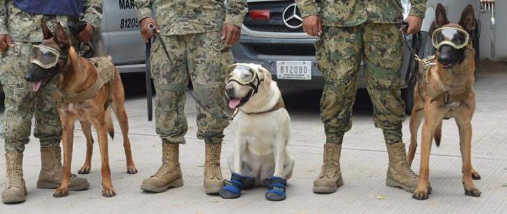 Ecko, Frida, and Evil. Mexican rescue dogs looking for survivors after the earthquake.