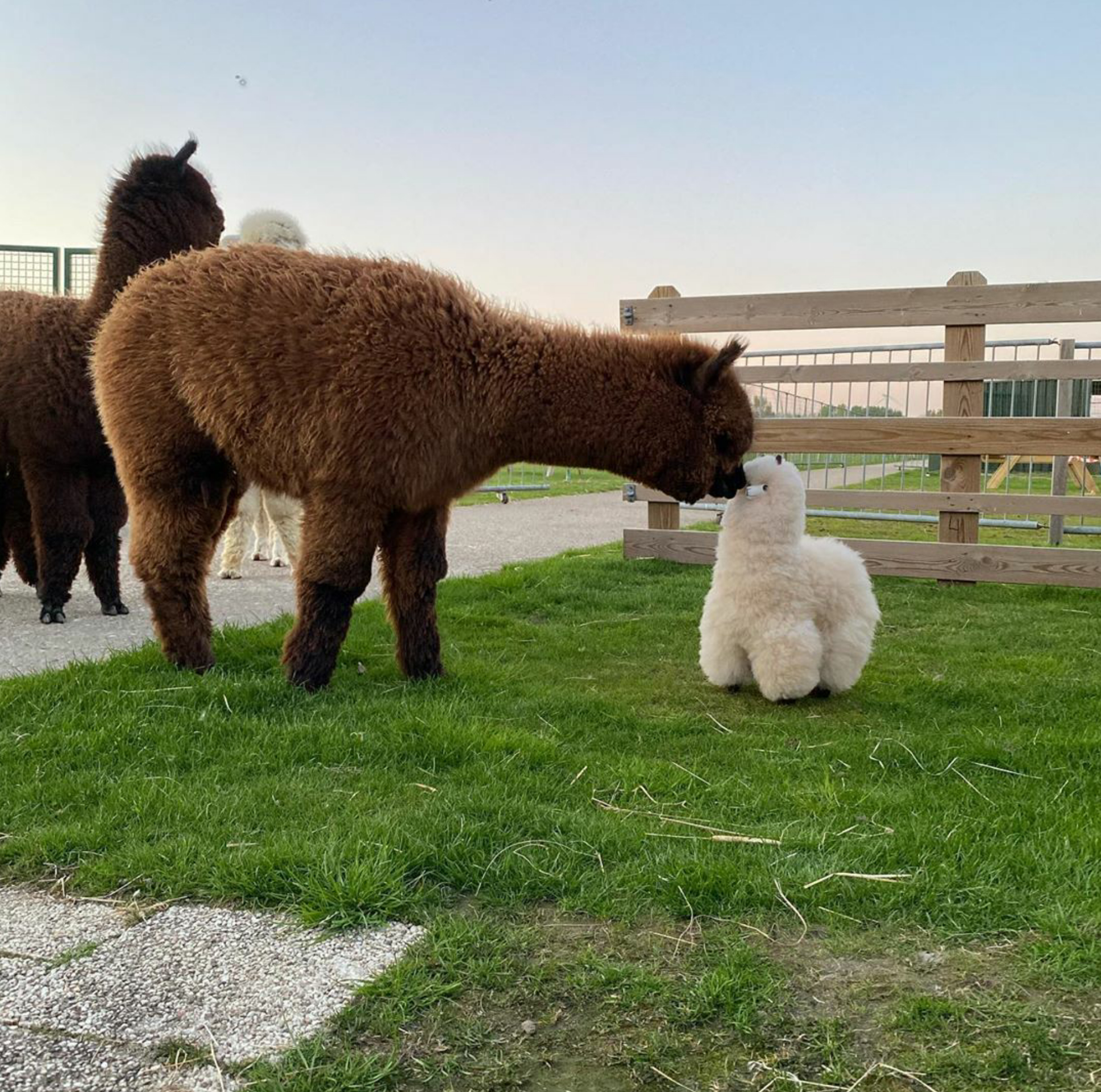 Flurfy boops