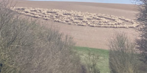 Sheep circles.