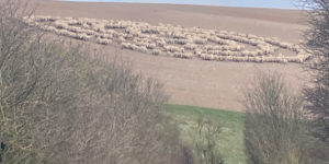 Sheep+circles.