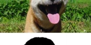Meme dogs.