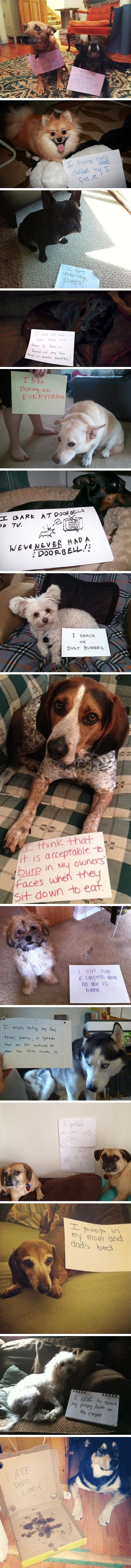 Shaming dogs.